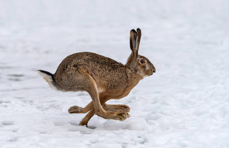 Lièvre © iStock