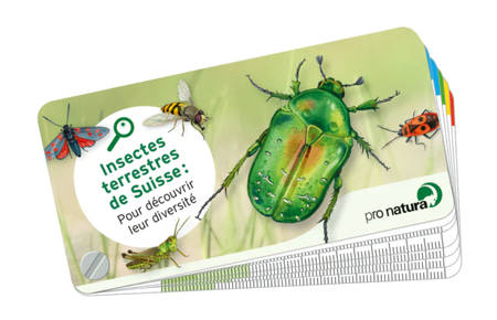 Guide de poche «Insectes»