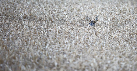 Cervi nel campo © Adrian Schmid