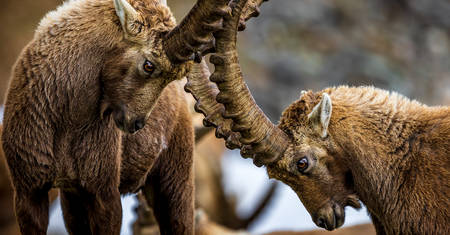 Stambecchi vicino a Pontresina © Christoph Krähenbühl