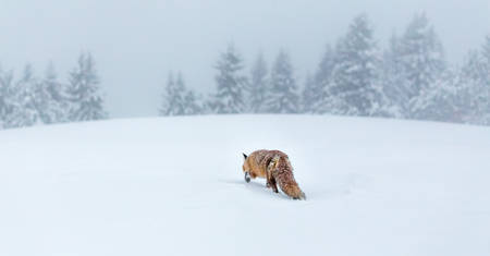 Volpe nella neve © Melanie Weber