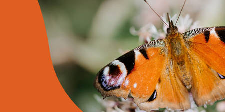Teaser sull’Iniziativa biodiversità