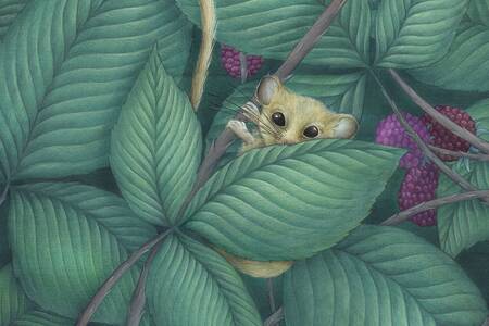 Haselmaus © Lucie Fiore