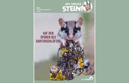 Titelblatt Steini 2022/01