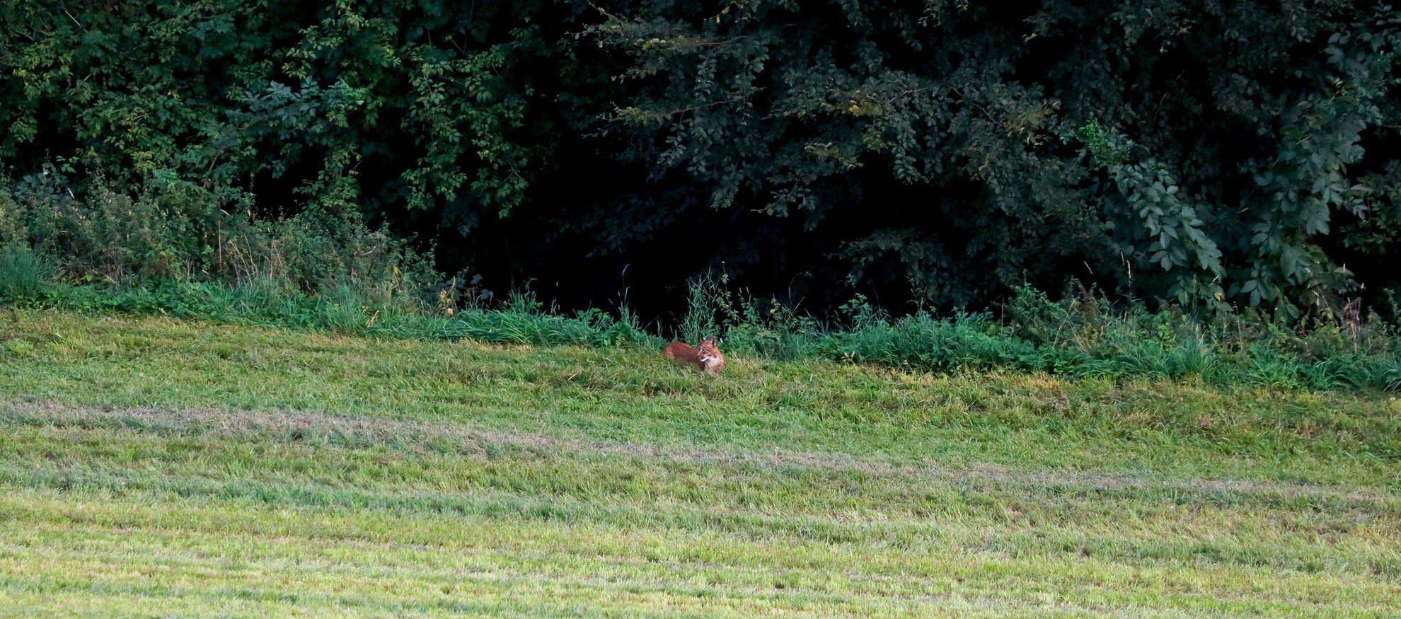 Luchs
